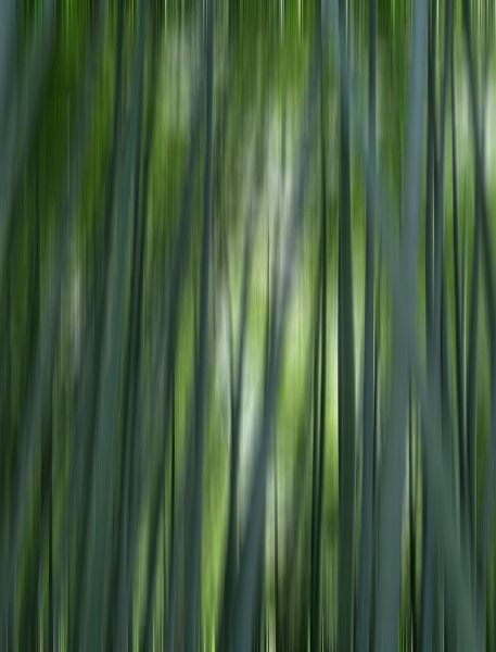 Jaynes Gallery 아티스트의 Japan-Kyoto Abstract of Arashiyama Bamboo Grove작품입니다.